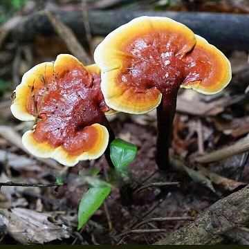 Lim Xanh mushroom